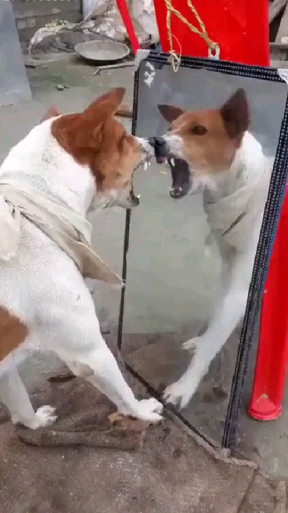 🐶Funny dogs video | dog lovers #usa #canada #uk preview